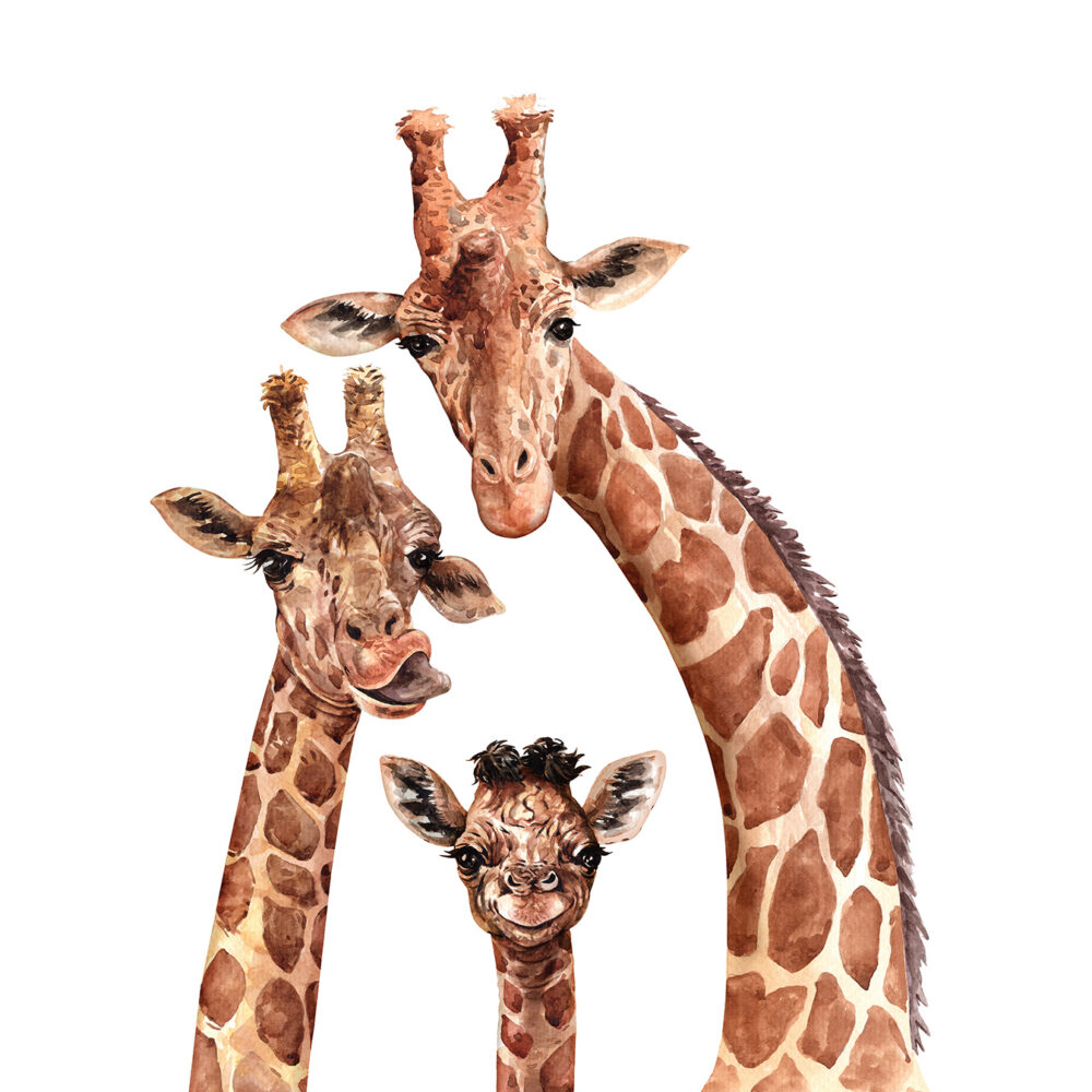 Die Giraffenfamilie